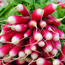 French Breakfast Radish Seeds | Non-GMO | 200 Seeds | Scarlet Roots with White Tips | Fast Growing | USDA Zones 3-10 |