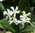 Trachelospermum Jasminoides | Star Jasmine | 7 Live 6” Unrooted Cuttings | Fragrant Vine, Evergreen, Fast-Growing, Flowering Plant