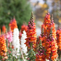 Antirrhinum majus Frosted Flames Snapdragon Seeds – 1000+ Heirloom Variegated Flower Seeds for Vibrant Garden, Pollinator-Friendly, Cut Flowers
