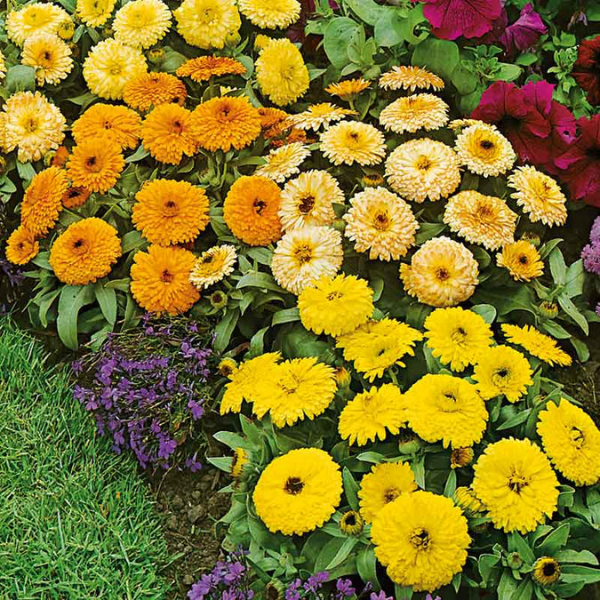 Fiesta Gitana Calendula Seeds | Non-GMO | 50-1,000 Seeds | Orange, Yellow, Gold Blooms | Edible Flowers | USDA Zones 3-10 |