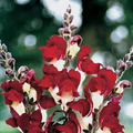 Antirrhinum majus Night and Day Snapdragon Seeds – 1000+ Bi-Color Red and White Flowers for Garden & Cut Flowers