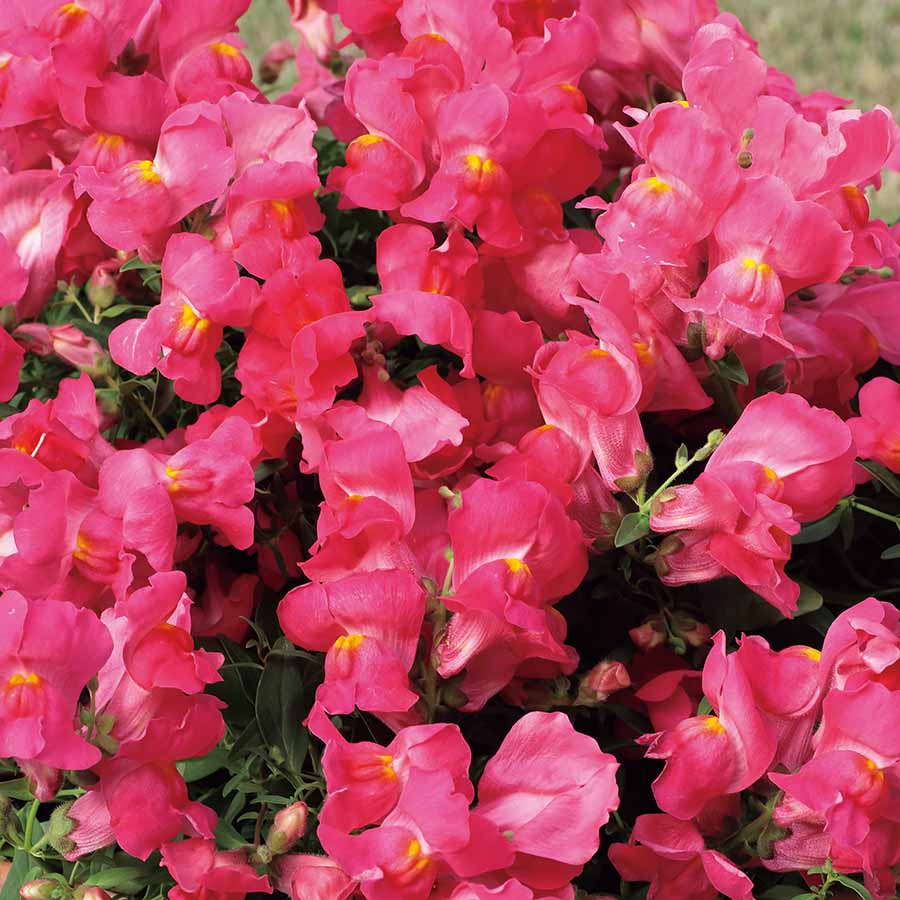 Candy Showers Pink Snapdragon Seeds - 1000+ Trailing Pink Blooms for Gardens & Hanging Baskets