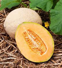 Hales Best Jumbo Cantaloupe Seeds | Heirloom, Non-GMO | Sweet & Aromatic | 85 Days | USDA Zones 2-10 |