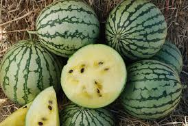 Yellow Petite Watermelon Seeds - Heirloom, Non-GMO - 70 Days to Maturity - Sweet Yellow Flesh - USDA Zones 3-10 - Perfect for Small Gardens