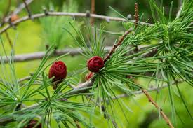 1 American Larch Tree, Live Bare Root Plant, Larix laricina, Hardy Deciduous Conifer for Landscaping