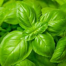 Genovese Basil Seeds | Heirloom - Non-GMO | 1,000 Seeds | Italian Pesto Basil | Fragrant & Flavorful | USDA Zones 3-10 |