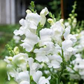 Antirrhinum majus Royal Bride Snapdragon Seeds – 1000+ White Fragrant Blooms for Garden & Bouquets