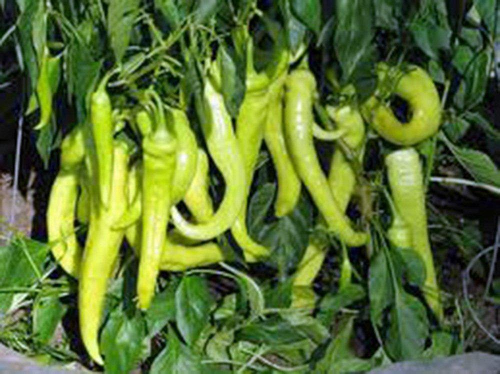 Sweet Banana Pepper Seeds - Heirloom, Non-GMO - 70 Days to Maturity - USDA Zones 4-10 - Perfect for Pickling, Stuffing, and Salads