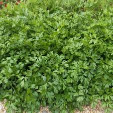 Giant Italian Parsley Seeds | 500 Seeds | Heirloom, Non-GMO | Culinary Herb | Fast Growing | USDA Zones 3-10