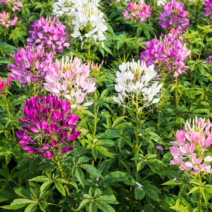 Mixed Colors Cleome Seeds | Non-GMO | 100-2,000 Seeds | White, Violet, Red Blooms | Tall Wildflower | USDA Zones 3-10 |