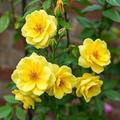 20pcs Yellow Climbing Rose Seeds – Rare Vining Roses, Bright Yellow Blooms, Fast Growing, Ideal for Trellises, Fences & Arches