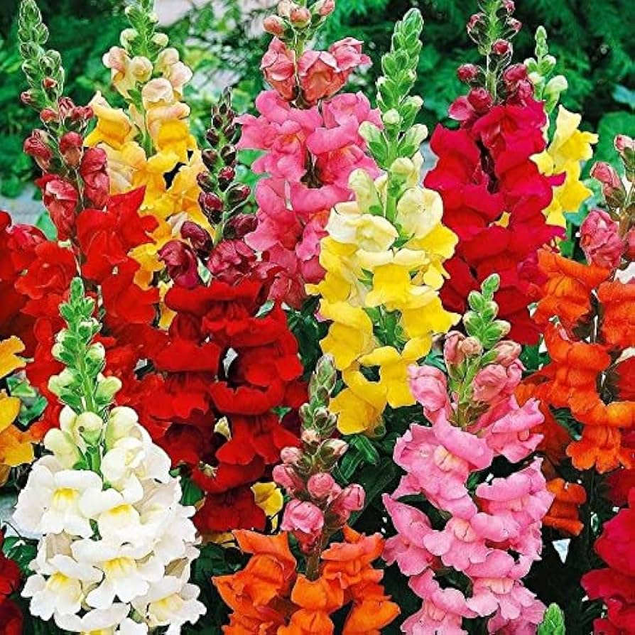 Climbing Mix Snapdragon Seeds – 1000+ Seeds for Tall, Colorful Blooms on Trellises & Vertical Gardens