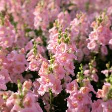 Chantilly Pink Snapdragon Seeds - 1000+ Tall, Fragrant Pink Blooms for Garden & Cut Flowers