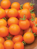 Sungold Tomato Seeds | F1 Hybrid, Non-GMO | Sweet Cherry Tomatoes | 65 Days | USDA Zones 3-10 |