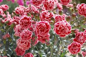 200+ Sugar Plum Carnation Seeds – Ruffled Plum-Pink Blooms for Garden Planting, Fragrant Cut Flowers for Beds & Bouquets – USA