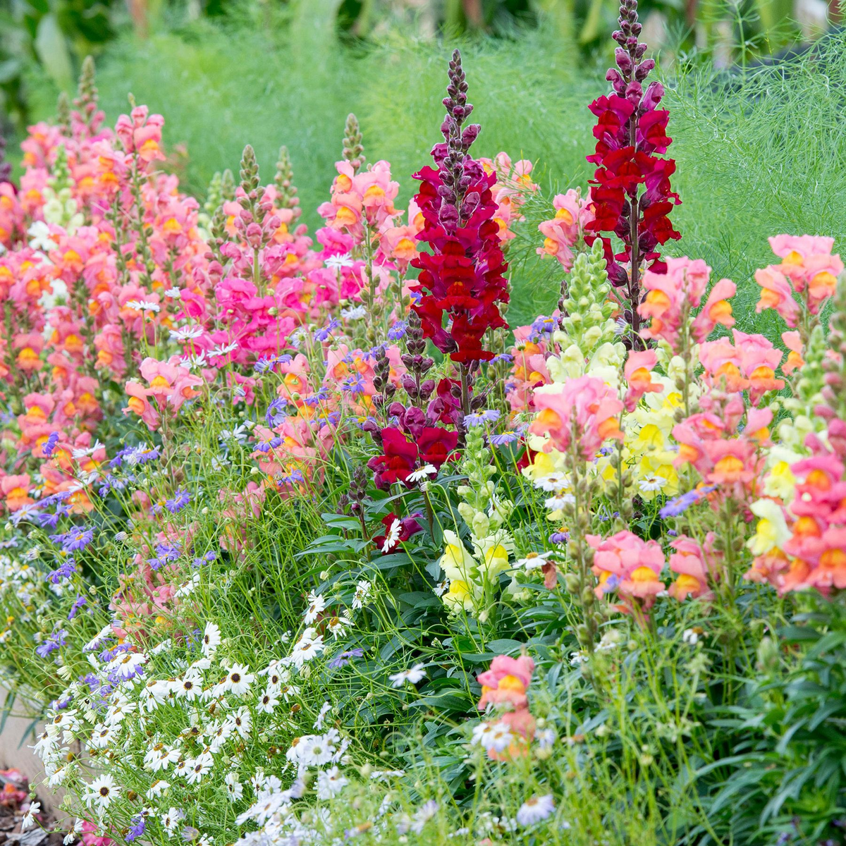Costa II Mix Snapdragon Seeds - 1000+ Vibrant Mixed Color Seeds for Garden & Cut Flowers