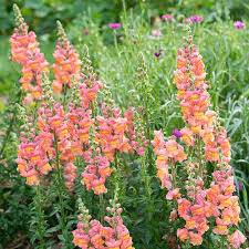Antirrhinum majus Potomac Orange Snapdragon Seeds – 1000+ Bright Tangerine Blooms for Garden & Cut Flowers