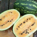 Mountain Sweet Yellow Watermelon Seeds – Heirloom Citrullus lanatus with Yellow Flesh – Summer Garden Fruit, 50+ Seeds