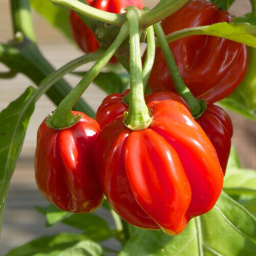 Red Scotch Bonnet Pepper Seeds | Heirloom, Non-GMO | 100,000-350,000 Scoville | 100 Days | USDA Zones 3-9 |