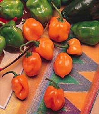 Orange Habanero Pepper Seeds | Heirloom, Non-GMO | 100,000-350,000 Scoville | 100 Days | USDA Zones 4-10 |