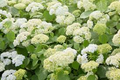 1 Annabelle Smooth Hydrangea | White Hydrangea Starter Plant | Hardy Flowering Shrub