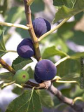 Texas Blue Giant Fig Seeds - 100+ Rare Fruit Tree Seeds - USA Grown -  - Sweet Blue Figs - Heat Tolerant - Home Orchard
