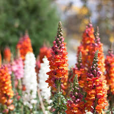 Candy Tops Mix Snapdragon Seeds - 1000+ Vibrant Antirrhinum majus Seeds for Gardens & Containers