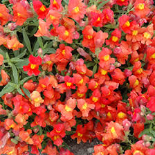 Candy Showers Orange Snapdragon Seeds - 1000+ Antirrhinum majus for Cascading Tangerine Blooms