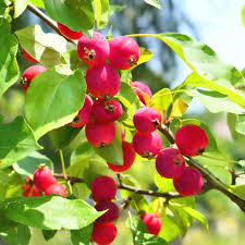 Candymint Crabapple Seeds - 25+ Malus angustifolia Seeds for Garden Planting USA