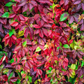 12 Small Starter Plants Virginia Creeper Vine (Parthenocissus quinquefolia) - Hardy Climbing Vine for Walls, Fences & Ground Cover