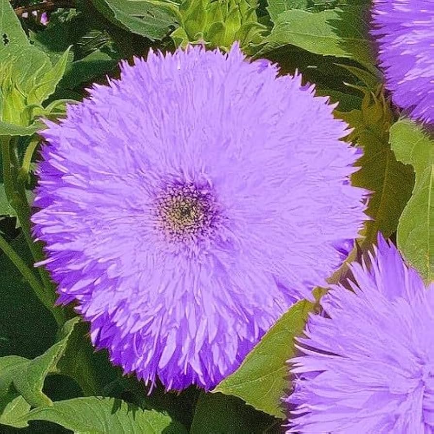 50pcs Rare Purple Giant Teddy Bear Sunflower Seeds | Fluffy & Unique Sunflowers
