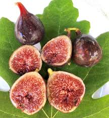 1 Dark Portuguese Fig Cutting | Fresh 6"+ Scions with 3 Nodes | Rare Live Ficus | Perfect for Rooting & Grafting