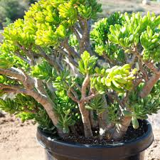 Crassula Ovata ‘Green Jade’ | 1 Bare Root 4-6” Plant | Money Tree, Easy-Care Succulent, Bonsai, Drought-Tolerant, White Blooms