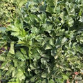 500mg Chinese Celery Kintsai Dark Green Seeds | Apium graveolens var. secalinum | Heirloom Celery | Easy to Grow & Flavorful