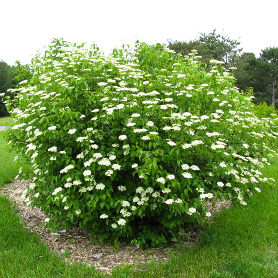 1 Arrowwood Viburnum (Viburnum dentatum) – Live Bare Root Plant 12"-14"
