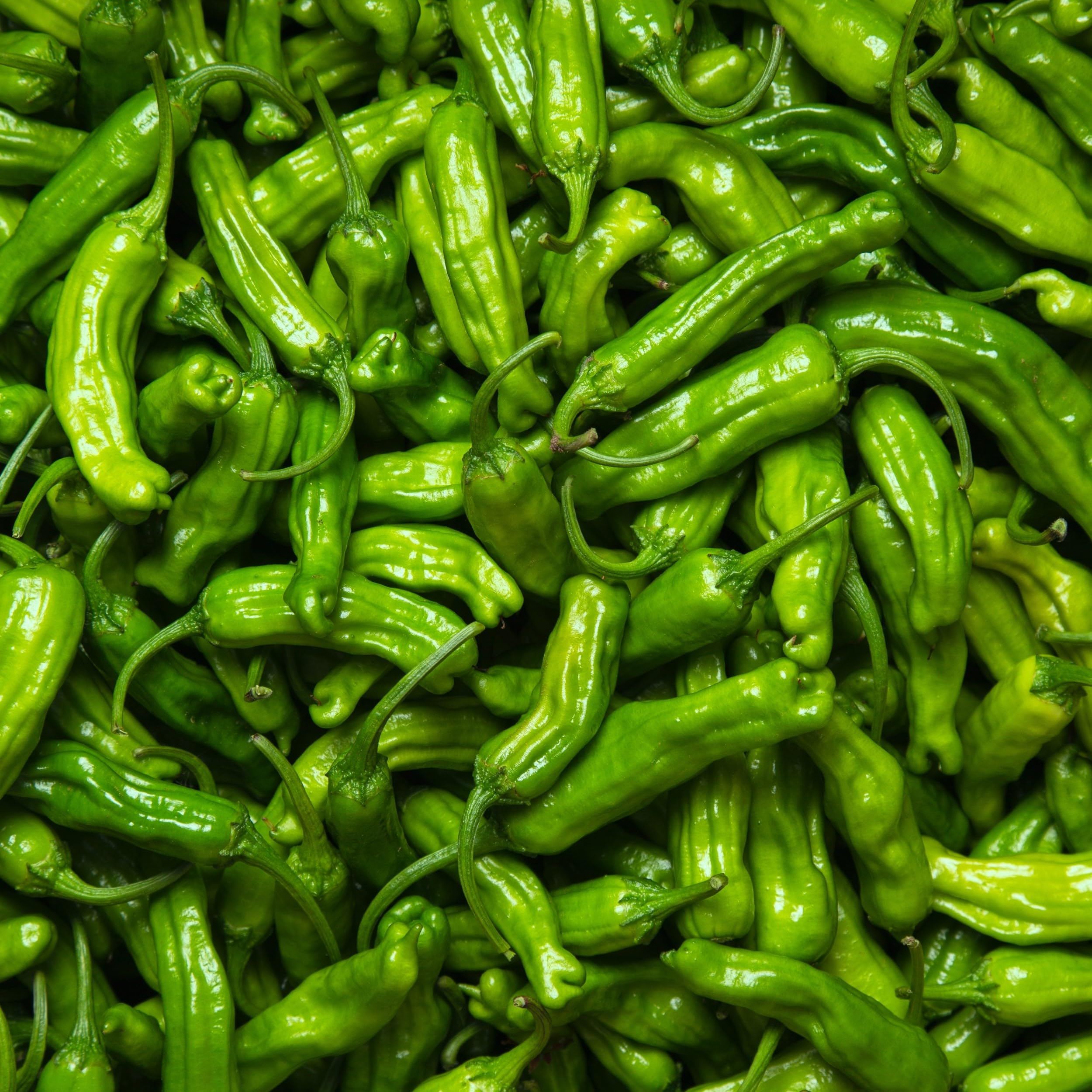 Shishito Pepper Seeds - Heirloom, Non-GMO - 65 Days to Maturity - Mild & Sweet Japanese Peppers - USDA Zones 4-10 - Perfect for Grilling