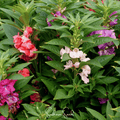 Bush Mix Impatiens Seeds – Colorful Annual Flowering Plant for Shade Gardens, Containers, and Baskets (Impatiens balsamina)