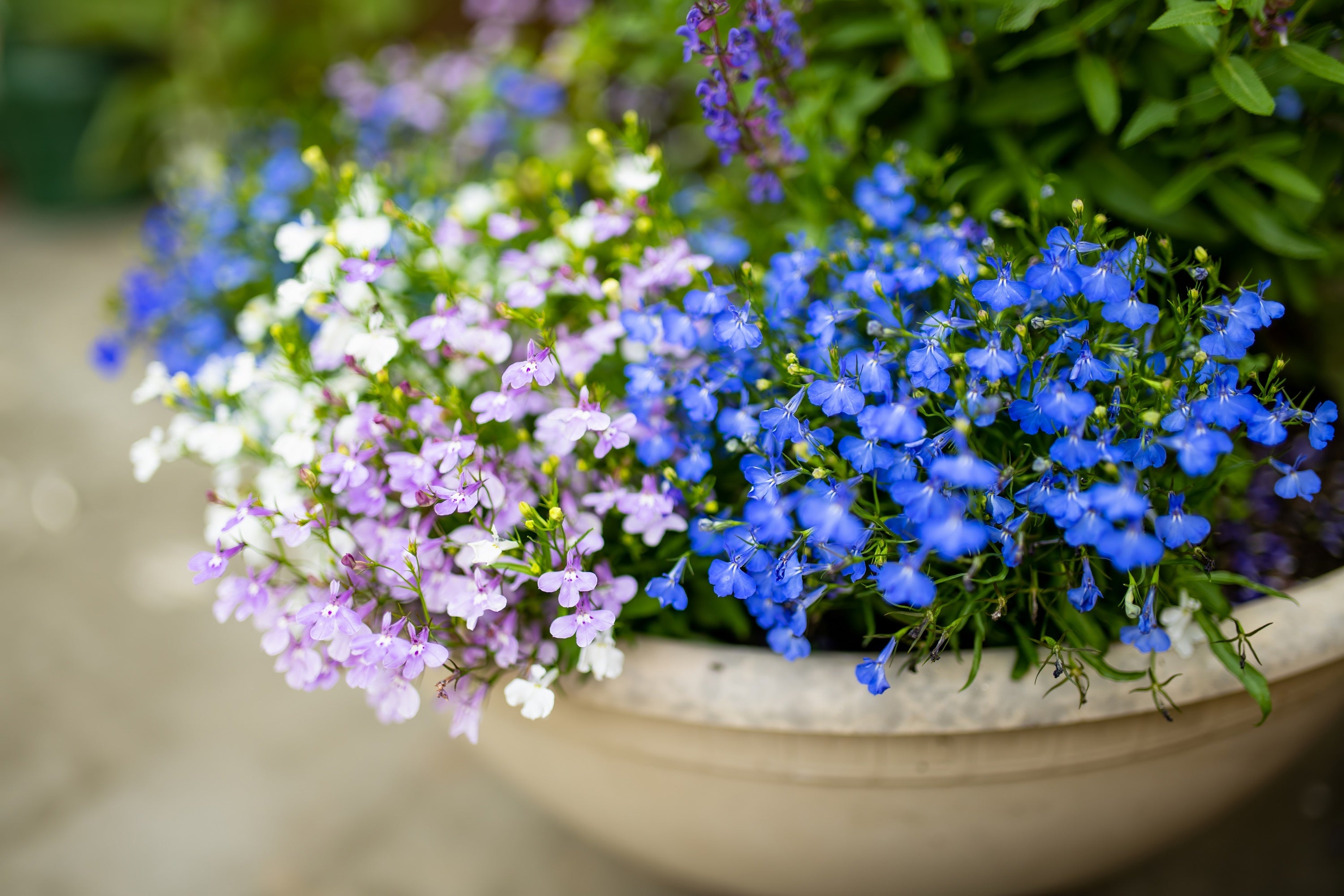200 MIXED COLORS LOBELIA Regatta Lobelia Erinus Flower Seeds