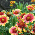 Indian Blanket Seeds – Gaillardia pulchella Firewheel Wildflower, Drought Tolerant, Native North American, 200 Seeds