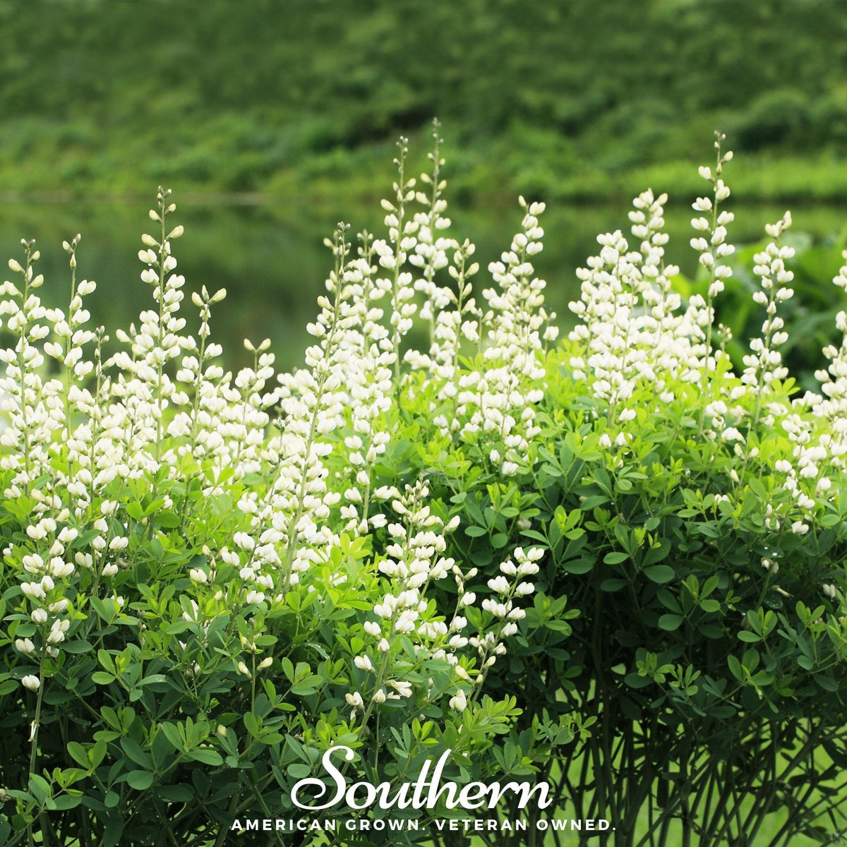 Wild White Indigo Seeds - Baptisia alba Perennial, Heirloom, Non-GMO, White Flowers, USDA Zones 4-10