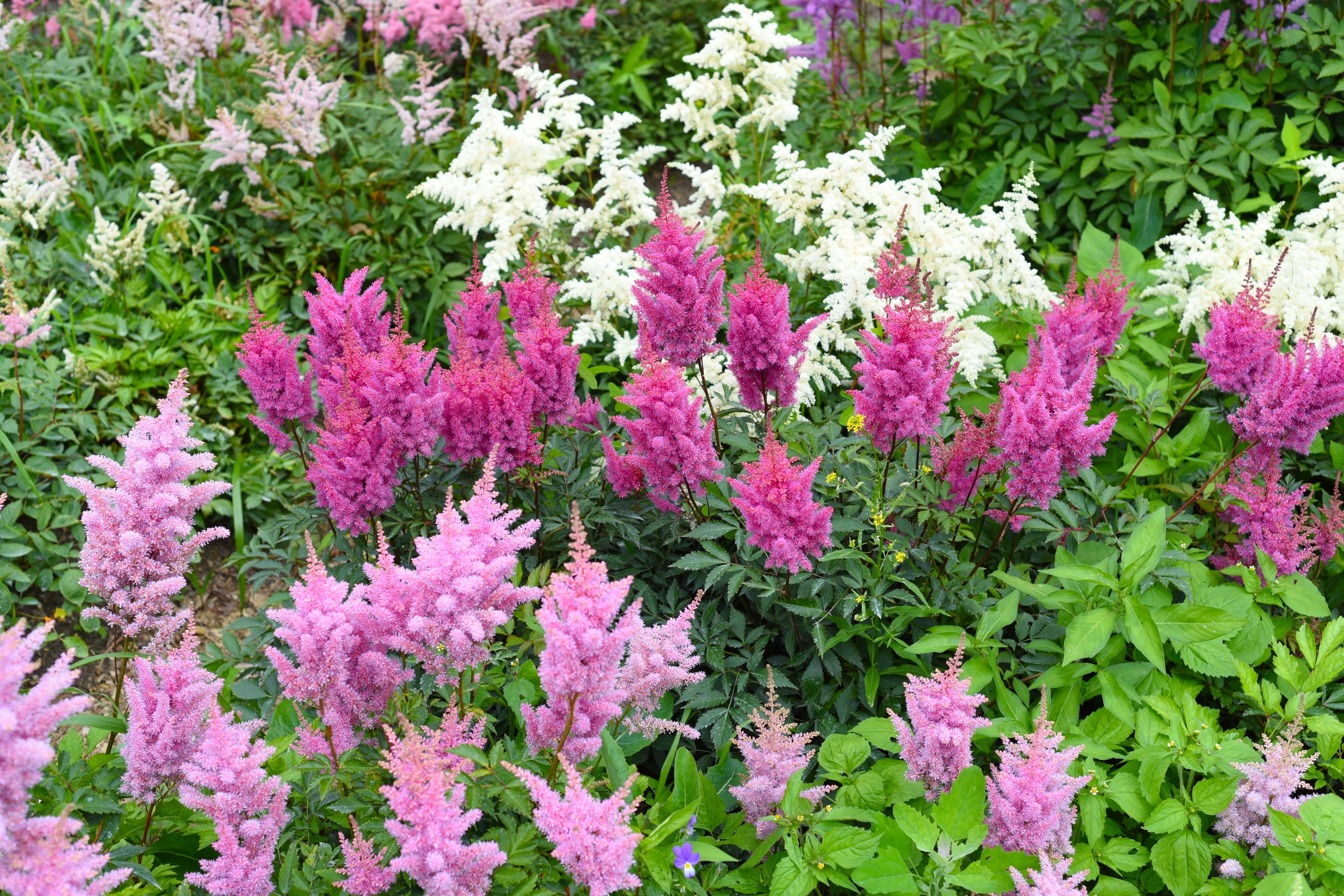 50 MIXED Colors ASTILBE BUNTER Astilbe Simplicifolia Shade Red White Purple Pink Flower Seeds