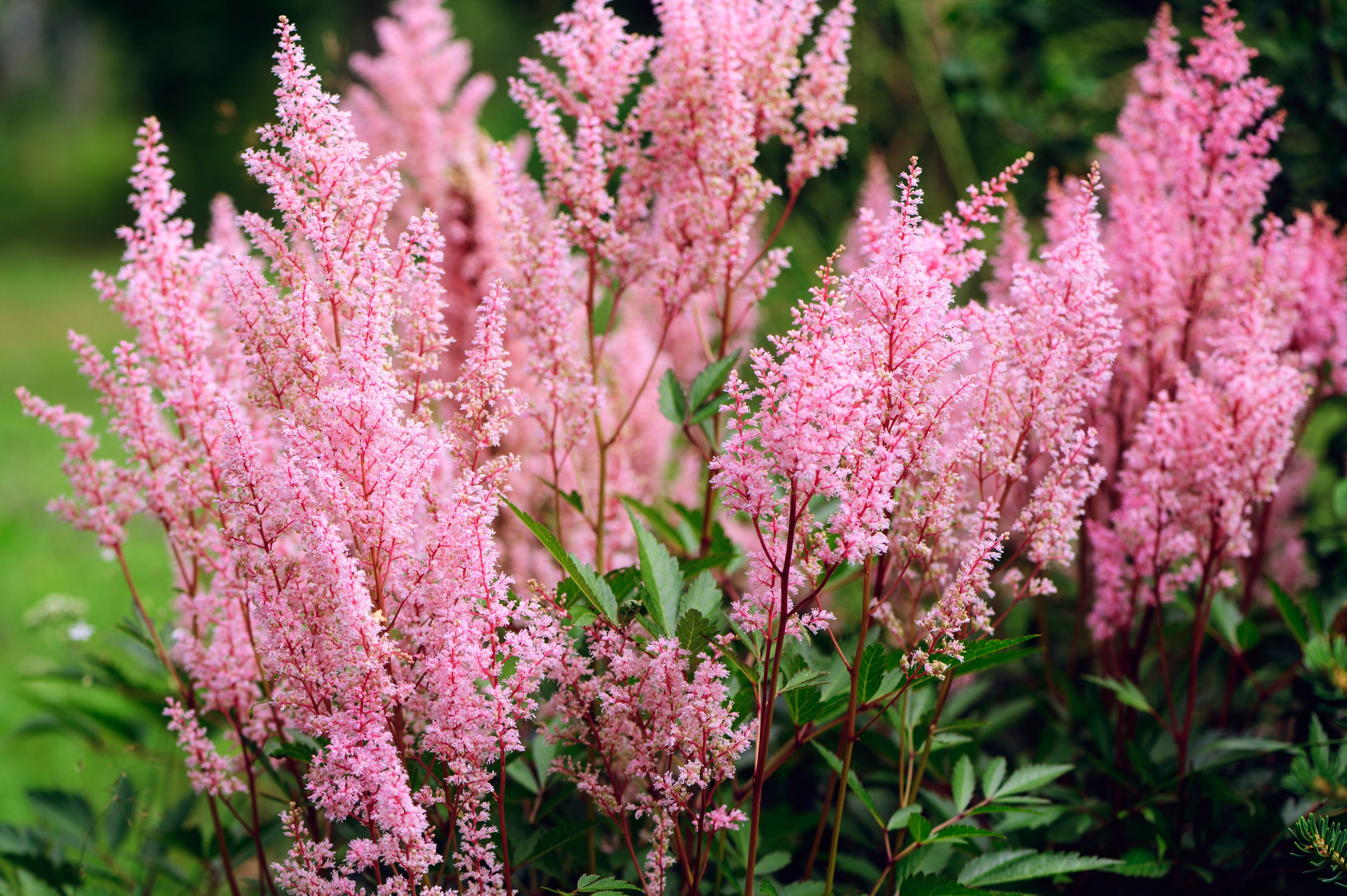 50 MIXED Colors ASTILBE BUNTER Astilbe Simplicifolia Shade Red White Purple Pink Flower Seeds