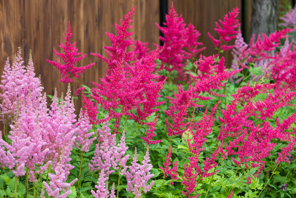 50 MIXED Colors ASTILBE BUNTER Astilbe Simplicifolia Shade Red White Purple Pink Flower Seeds