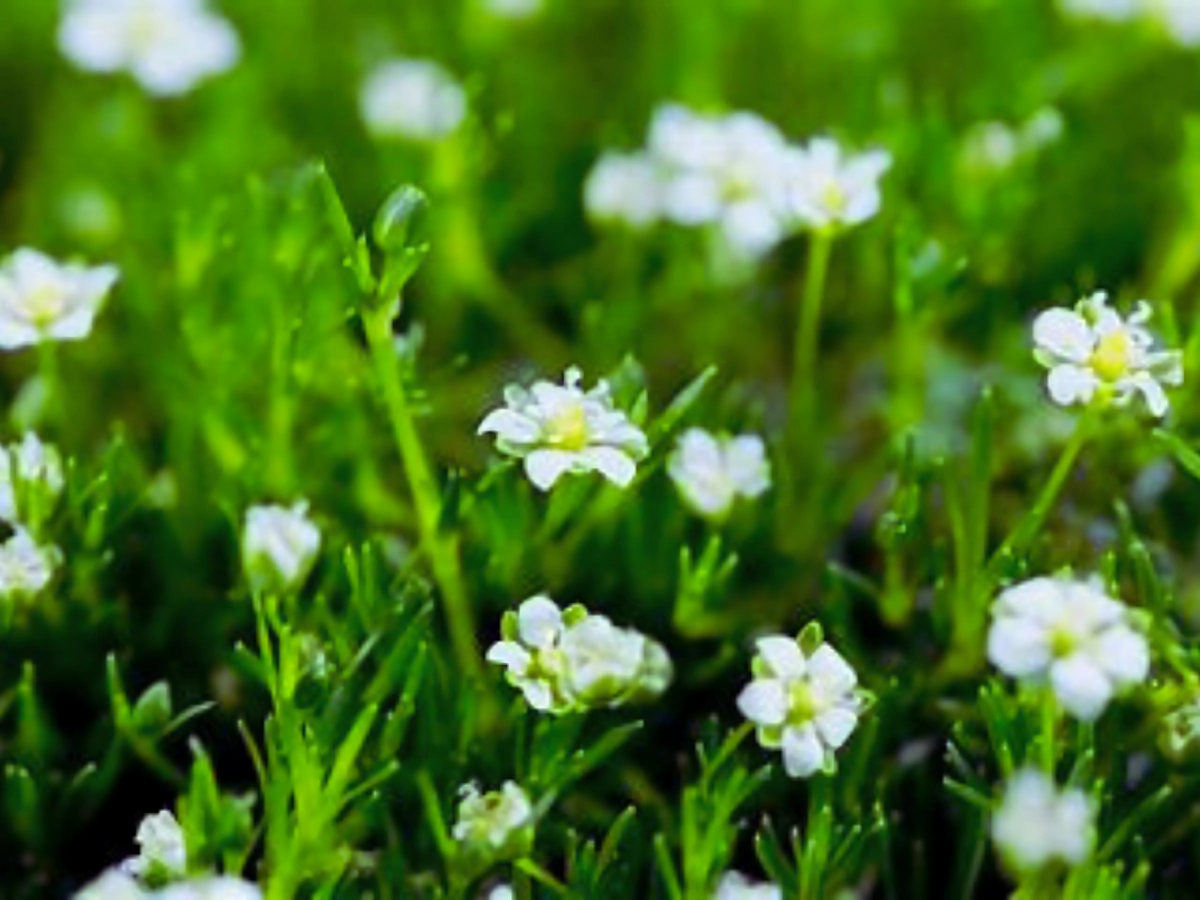 Sagina 'Irish Moss'