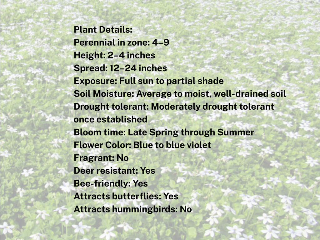 Isotoma fluviatilis