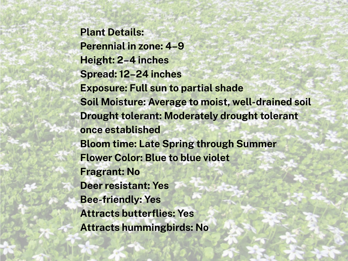 Isotoma fluviatilis