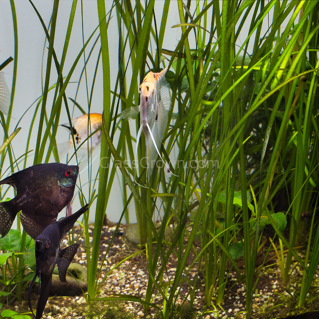 Italian Vallisneria 3 Pack