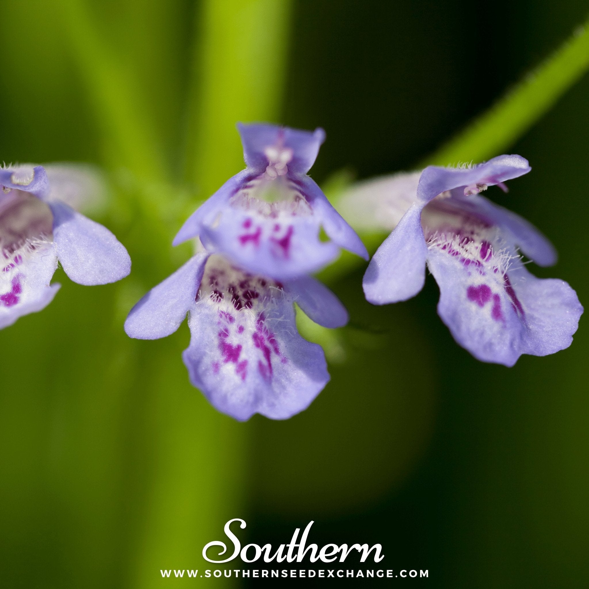 Ground Ivy – 25 Seeds