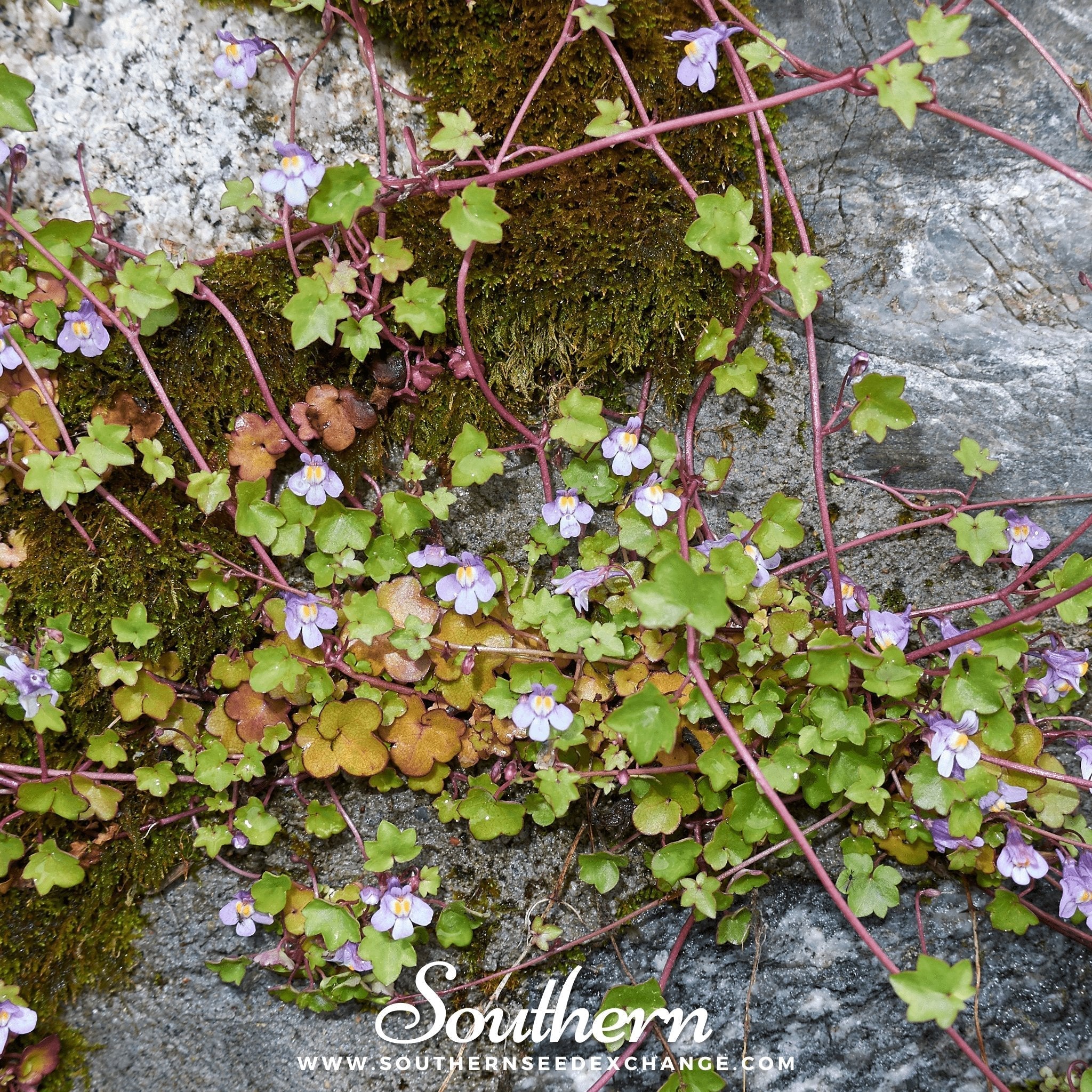 Kenilworth Ivy – 100 Seeds