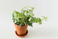 English Ivy 'Glacier'